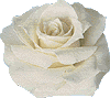 whiterose.gif (4023 bytes)